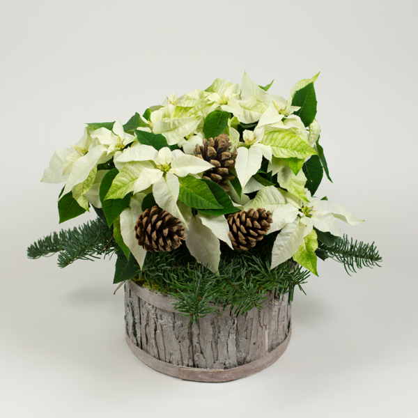 Poinsettia in a basket