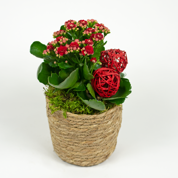 Kalanchoe in a basket