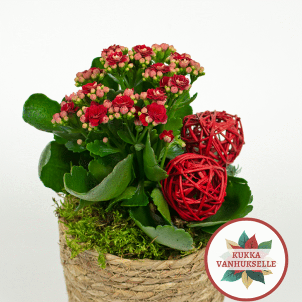 Kukka vanhukselle Punainen tulilatva