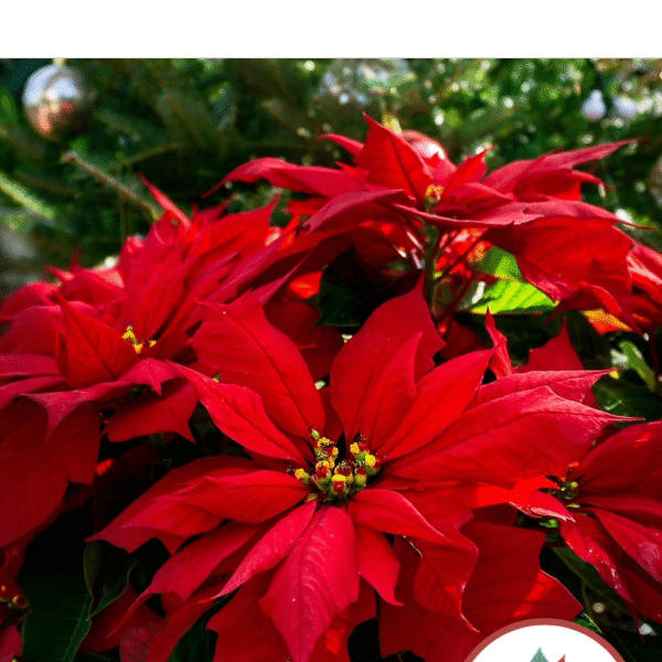 Kukka vanhukselle Punainen joulutähti