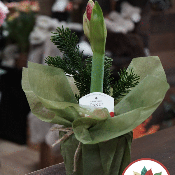 Kukka vanhukselle Punainen amaryllis