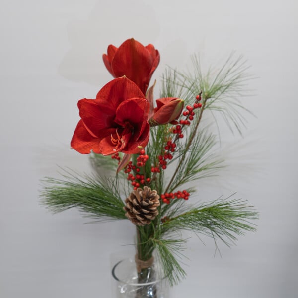 Siro amarylliskimppu