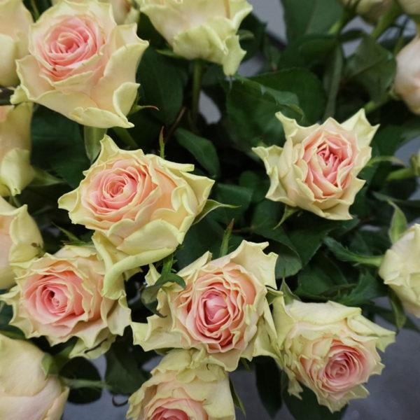 Iso vaaleanpunainen ruusu